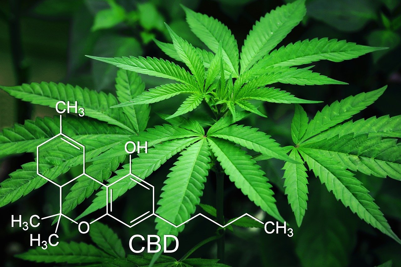 cannabis